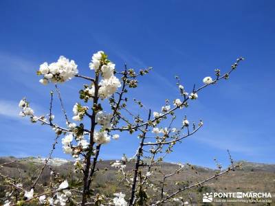 Cerezos en flor en el Valle del Jerte - Crecimiento flor cerezo;rutas rascafria viajar solo